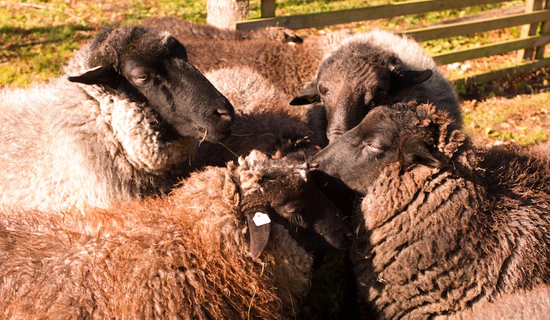 sich wärmende Schafe